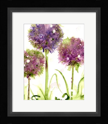 Framed Alliums Print