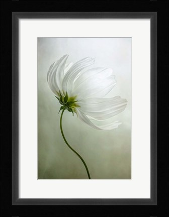 Framed Cosmos Charisma Print