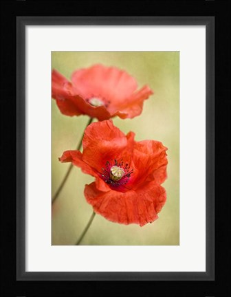 Framed Papaver Passion Print