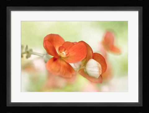 Framed Summer Glow Print