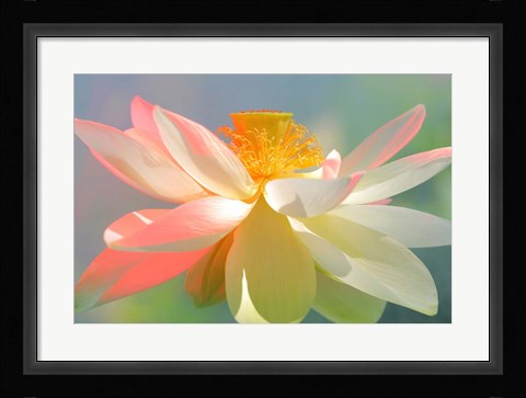 Framed Dancing Queen Print