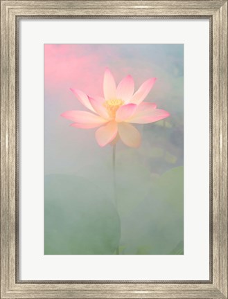 Framed Pink Passion Print