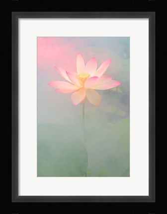 Framed Pink Passion Print