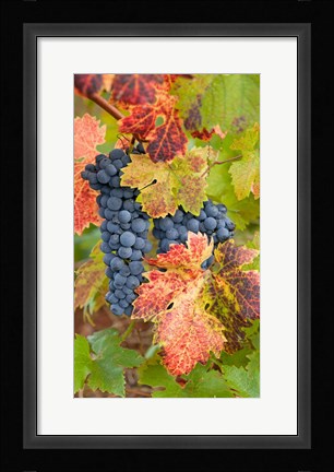 Framed Summit Lake Zinfandel Print