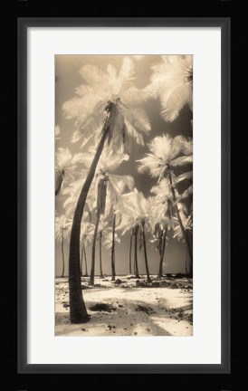 Framed Palm Shadows I Print
