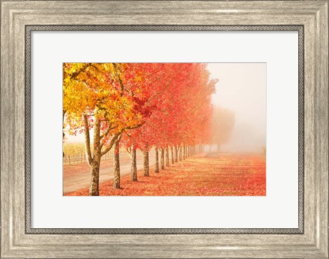 Framed Fall Trees in the Mist Print