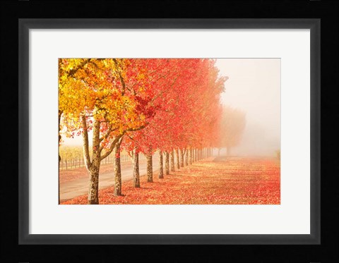 Framed Fall Trees in the Mist Print