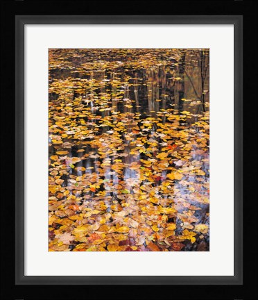 Framed Autumn Detail Print