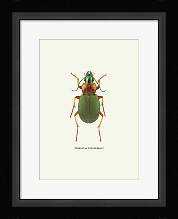 Framed Beetle Green Print