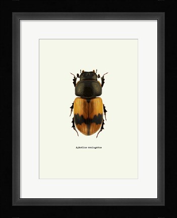 Framed Beetle Orange Print