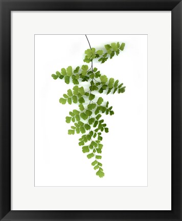 Framed Green Maidenhair Print