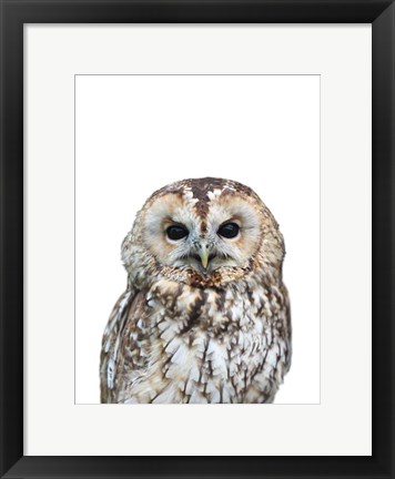 Framed Owl Print