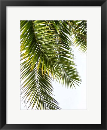 Framed Palm Leaves Print