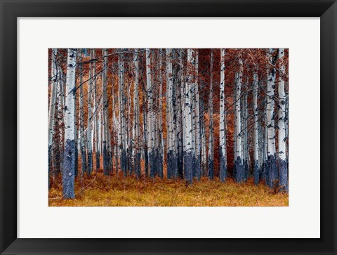 Framed Autumn Forest Print