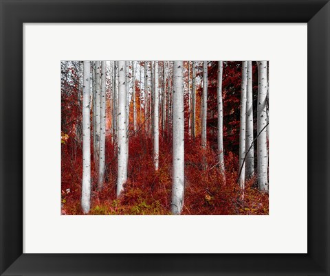 Framed Fall Birches Print