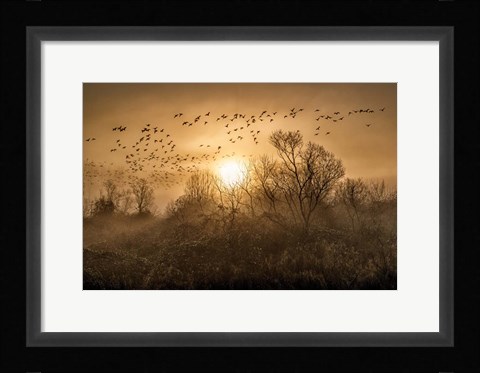 Framed Flight Print