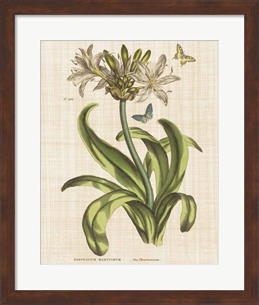Framed Herbal Botany XX Butterfly Linen Crop Print
