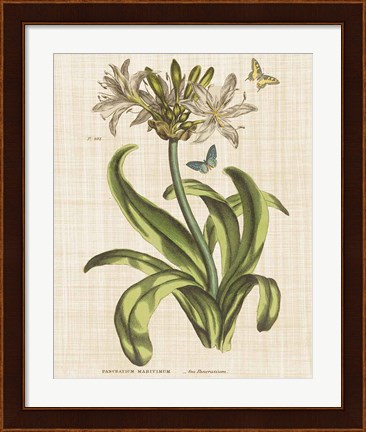 Framed Herbal Botany XX Butterfly Linen Crop Print