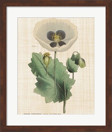 Framed Herbal Botany XVI Linen Crop Print