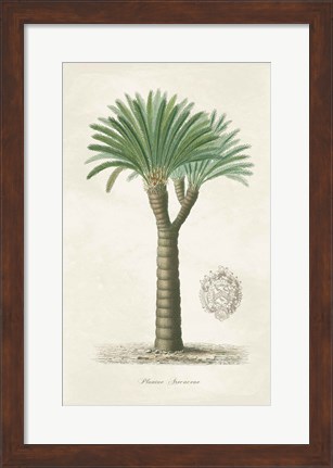 Framed Palm Tree Cycas Crest Print