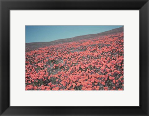 Framed California Blooms III Print