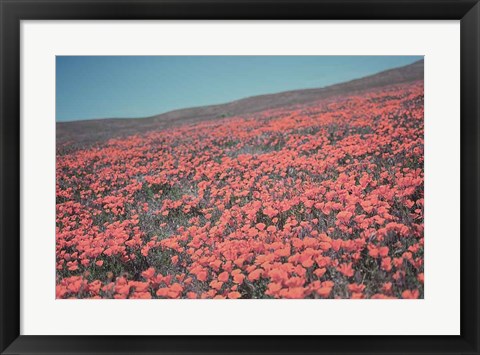 Framed California Blooms III Print