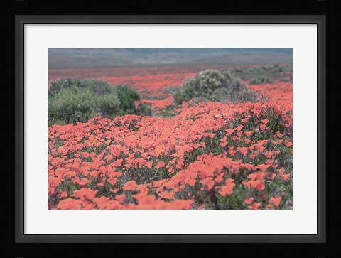 Framed California Blooms II Print