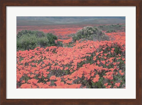 Framed California Blooms II Print