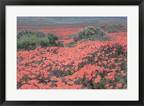 Framed California Blooms II Print