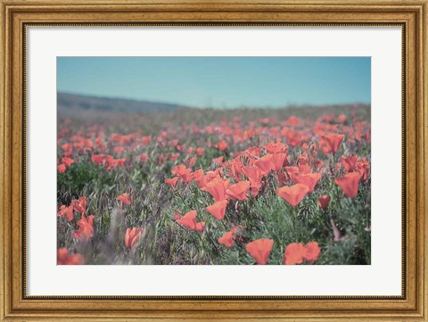 Framed California Blooms I Print
