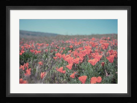 Framed California Blooms I Print