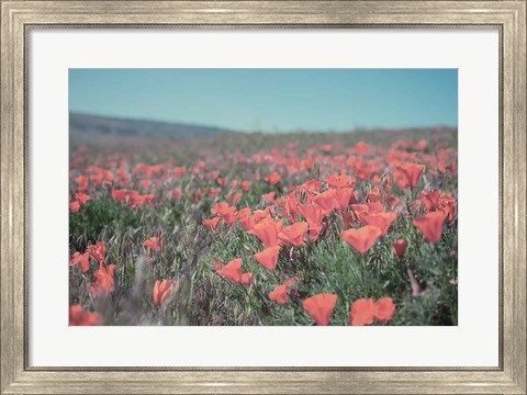 Framed California Blooms I Print