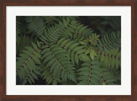 Framed Leafy VI Print