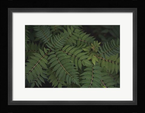 Framed Leafy VI Print
