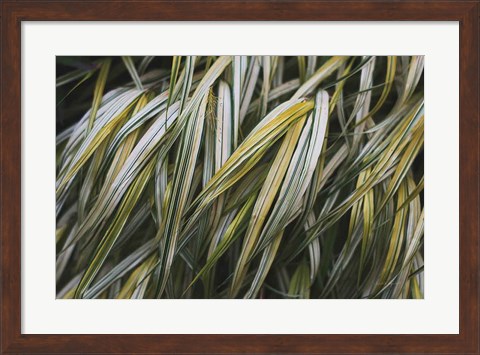 Framed Leafy III Print