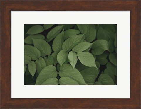 Framed Leafy I Print