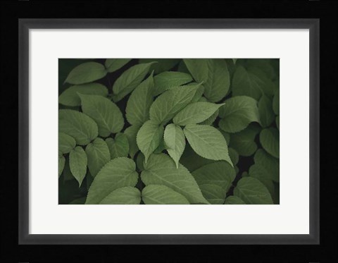 Framed Leafy I Print