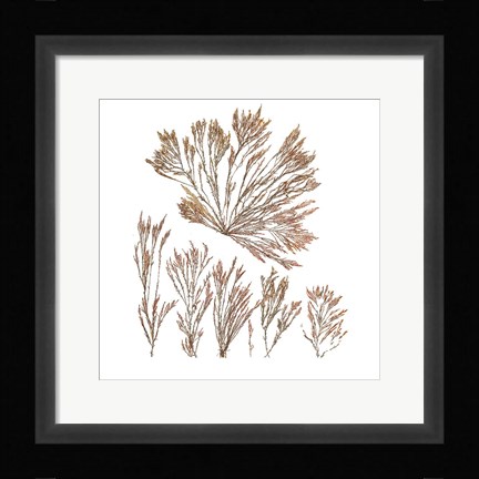 Framed Pacific Sea Mosses XXI White Sq Print