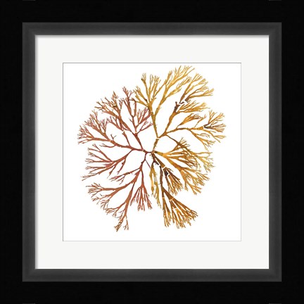 Framed Pacific Sea Mosses XX White Sq Print