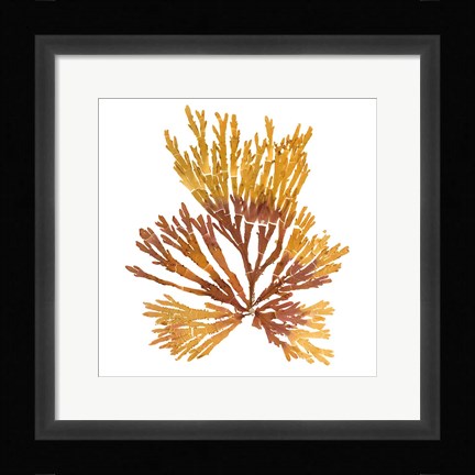 Framed Pacific Sea Mosses XIX White Sq Print