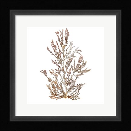 Framed Pacific Sea Mosses XVI White Sq Print
