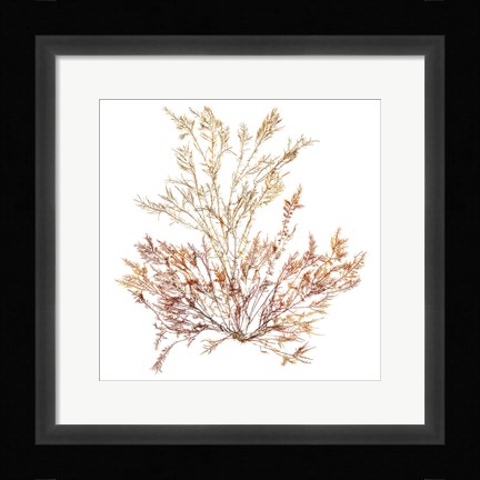 Framed Pacific Sea Mosses XV White Sq Print