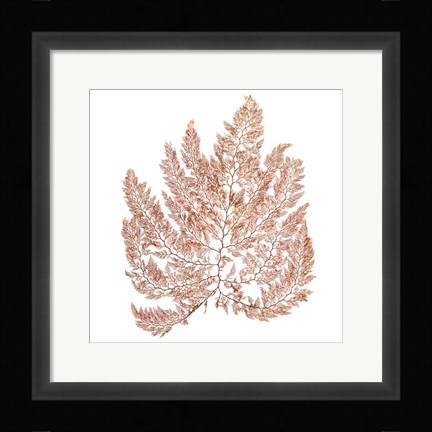 Framed Pacific Sea Mosses XIV White Sq Print