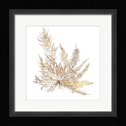 Framed Pacific Sea Mosses XII White Sq Print