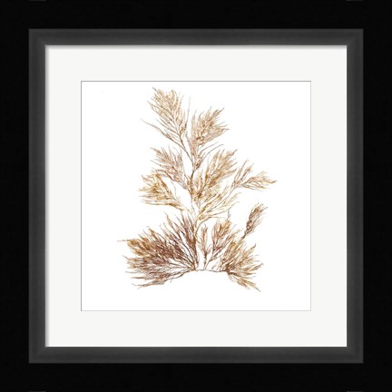 Framed Pacific Sea Mosses X White Sq Print