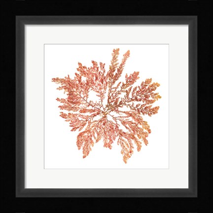 Framed Pacific Sea Mosses IV White Sq Print