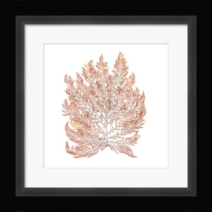 Framed Pacific Sea Mosses I White Sq Print