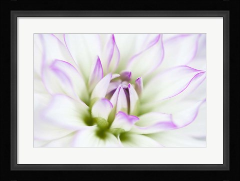 Framed Dahlia Print