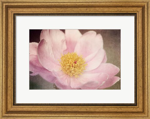Framed Peony in the Park Print