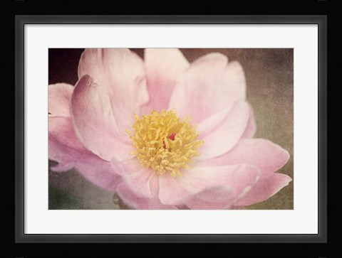 Framed Peony in the Park Print